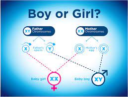 Gender of Your Baby Naturally